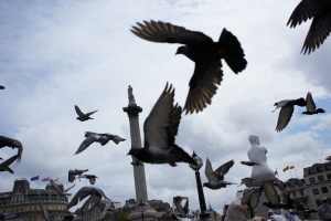 birds in flight