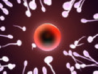 sperm sperm