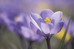 crocus