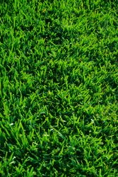 grass
