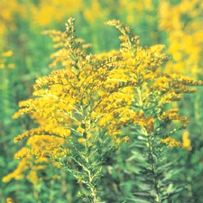 ragweed allergy